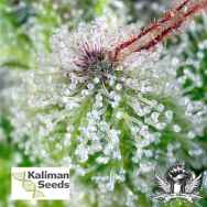 Kaliman Seeds Exodus Haze